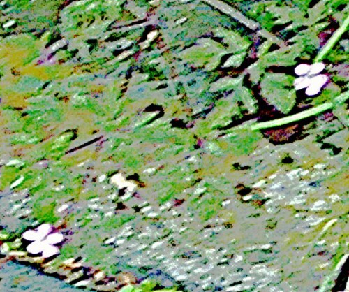 K800_Stinkender-StorchschnabelGeranium-robertianumL.-1_upscayl_1x_ultrasharp.jpeg
