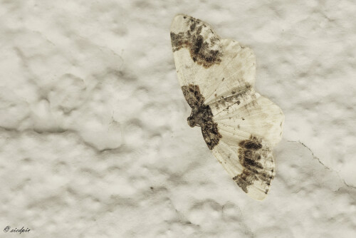 Pfaffenhuetchen-Harlekin_Ligdia-adustata_20250610_0003_B_Web.jpeg