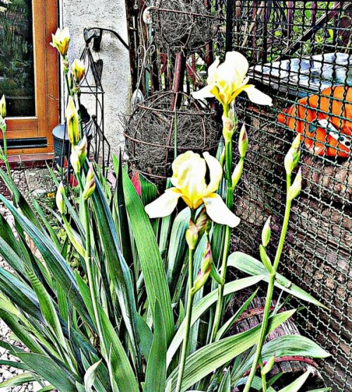 K800_SumpfschwertlilieIris-pseudoacrisL._upscayl_1x_ultrasharp.jpeg