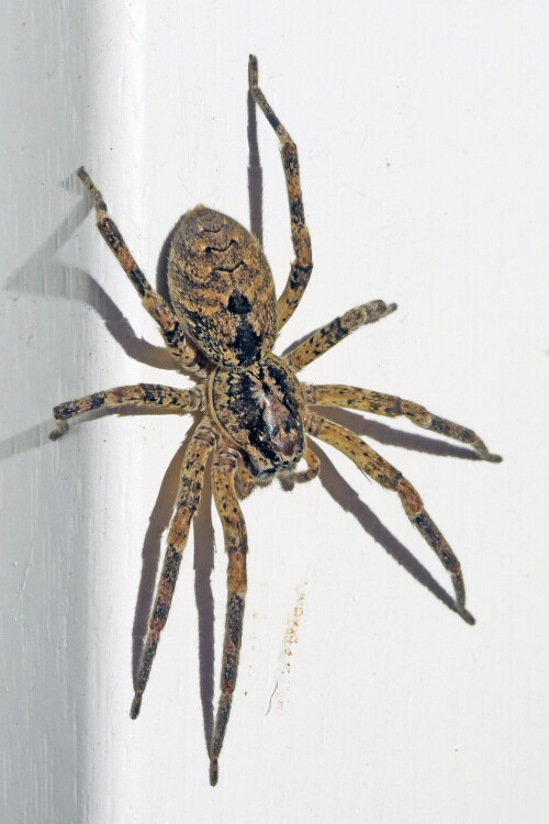 3.1-nosferatu-spinne-8.jpeg