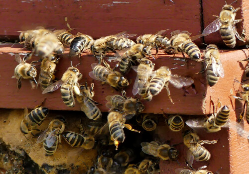 2025-04-19-Triesdorf-Bienenflug-2.jpeg