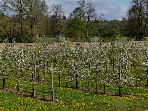 2025-04-19-Triesdorf-Pomoretum-Birnenblute-5.jpeg