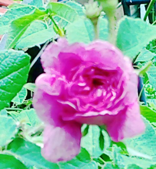 K800_Lila-RoseRosaL._upscayl_1x_ultrasharp.jpeg