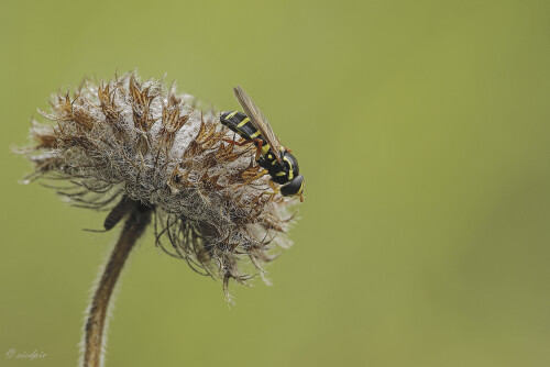 Schwebfliege_Syrphus_20250421_0001_B_Web.jpeg