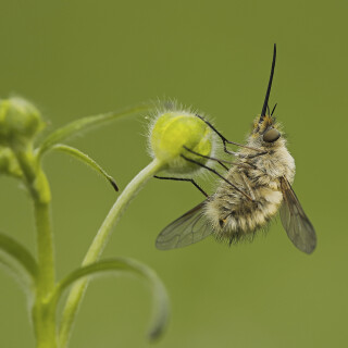Grosser-Wollschweber_Bombylius-major_20250421_0003_B_Web