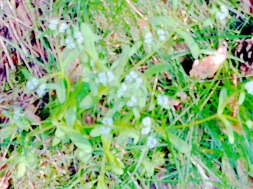 K800_Wald-VergissmeinnichtMyosotis-silvestrisL.-1758-2_upscayl_1x_ultrasharp.jpeg