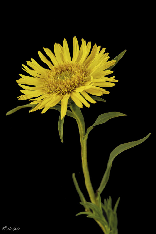 Schwertblaettriger-Alant_Inula-ensifolia_20250628_0001_B_Web.jpeg