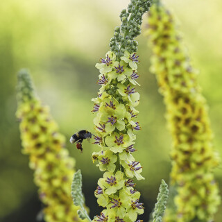 Schwarze-Koenigskerze_Verbascum-nigrum_20250629_0001_B_Web