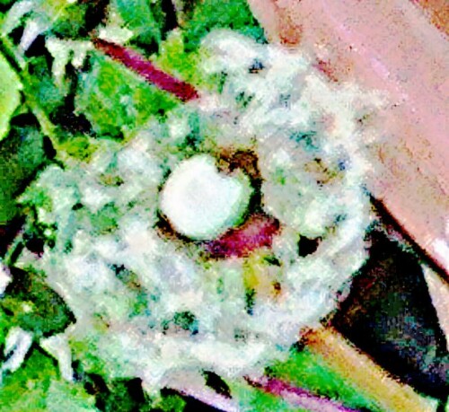 K800_Gemeine-FeuerwanzePyrrhocoris-apterusL.-1758-in-Pusteblume_upscayl_1x_ultrasharp.jpeg