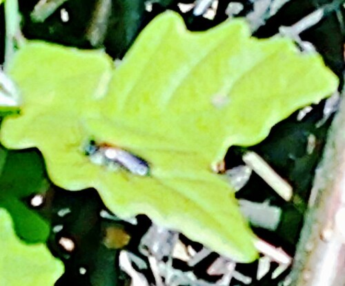 K800_Wildbiene-Gemeine-FurchenbieneLasioglossum-calceatumScopoli-1763_upscayl_1x_ultrasharp.jpeg