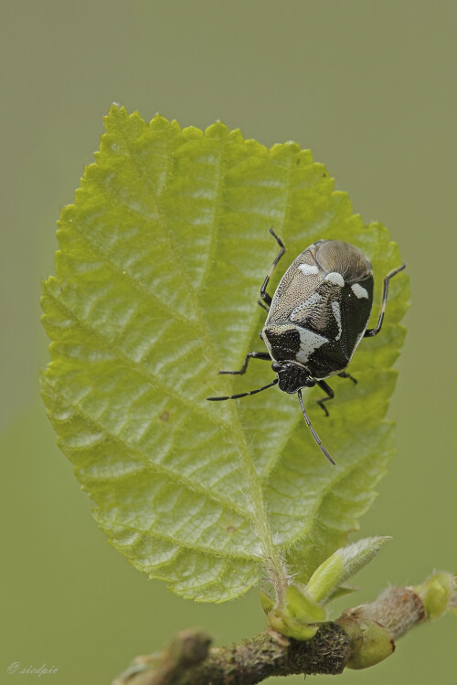 Kohlwanze_Eurydema-oleraceum_20250425_0003_B_Web.jpeg