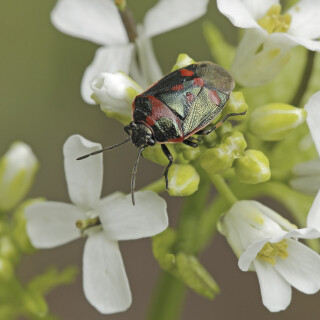 Kohlwanze_Eurydema-oleraceum_20250425_0006_B_Web