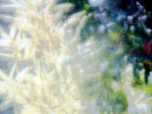 K800_Bluhender-Wald-GeisbartAruncus-dioicusL-4_upscayl_1x_ultrasharp.jpeg