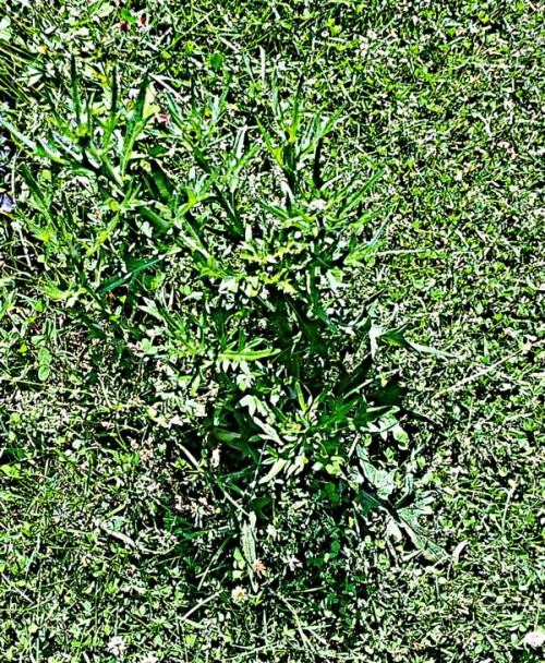 K800_Gewohnlichee-KratzdistelCirsium-vulgareL.-1_upscayl_1x_ultrasharp.jpeg