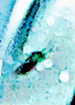 K800_GoldwespeChrysis-inaequalisDahlbom-1845_upscayl_1x_ultrasharp.jpeg