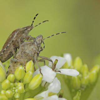 Beerenwanze_Dolycoris-baccarum_20250424_0003_B_Web