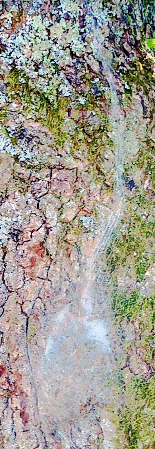 K800_Ansatz-eines-Raupennestes-eines-EichenprozessionsspinnersThaumetopoea-processioneaL.-1758-1_upscayl_1x_ultrasharp-2.jpeg