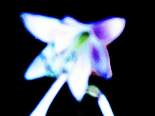 K800_Blute-von-Hosta-sieboldiana-11-remove-bg-io.jpeg