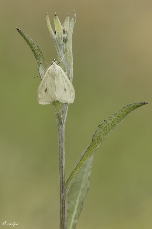 Moehrenzuensler_Sitochroa-palealis_20250721_0002_B_Web.jpeg