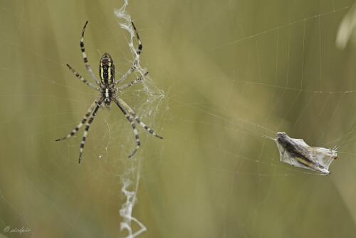 Wespenspinne_Argiope-bruennichi_20250721_0003_B_Web.jpeg