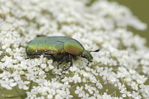 Gemeiner-Rosenkaefer_Cetonia-aurata_20250723_0005_B_Web.jpeg