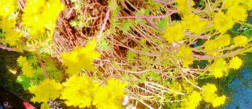 K800_Felsen-MauerpfefferSedum-rupestreL._upscayl_1x_ultrasharp.jpeg