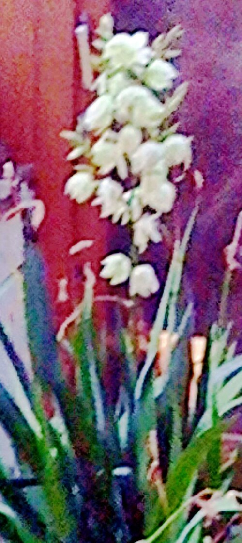 K800_Plamlilie-Yucca-filamentosaHybrid.jpg.jpeg