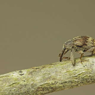Kirschkernstecher_Anthonomus-rectirostris_20250520_0001_B_Web