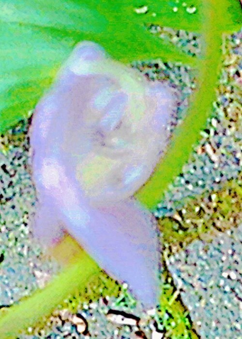K800_Blaublatt-FunkieHosta-siebenboldianaEngl.-Innenrohre_upscayl_1x_ultrasharp.jpeg