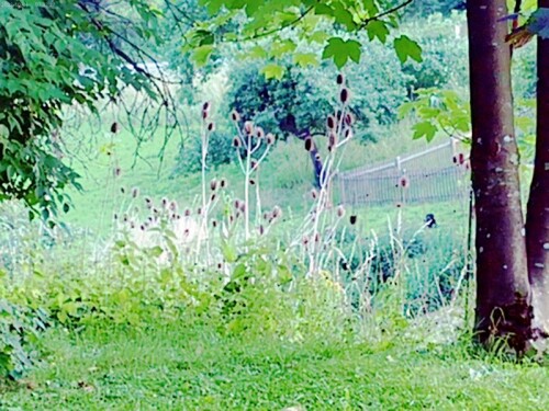 K800_Wilde-KardenDipsacus-fullonumL.-am-Wassertretbecken-in-Eibach-2.jpeg