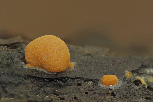 Blutmilchpilz_Lycogala-epidendrum_20250728_0001-40_B_Web.jpeg