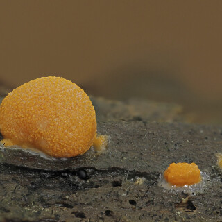 Blutmilchpilz_Lycogala-epidendrum_20250728_0001-40_B_Web