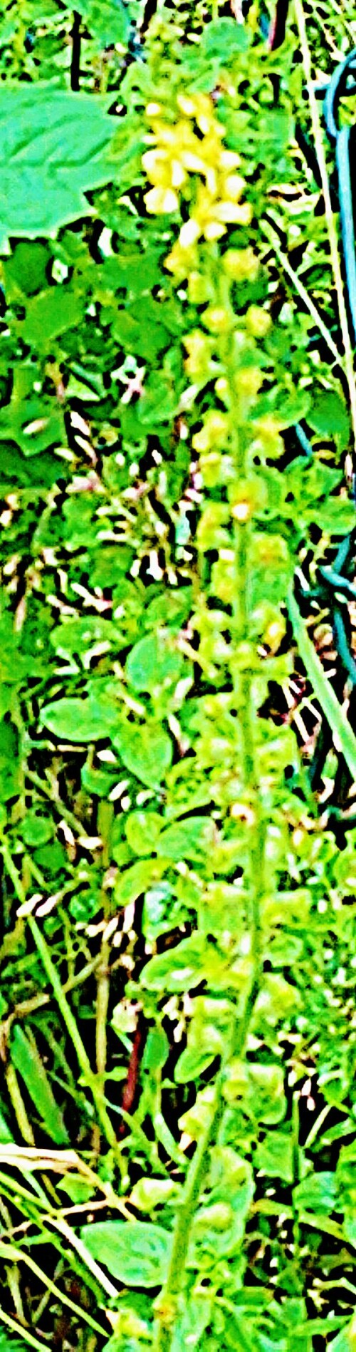 K800_GewonlicherOdermennigAgrimonia-eupatoriumL.-1_upscayl_1x_ultrasharp.jpeg
