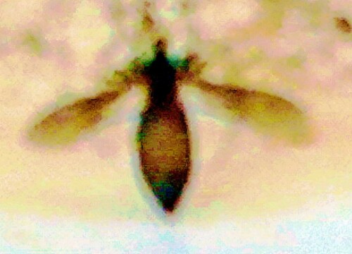 K800_Raubwanze-StaubwanzeReduvius-personatusL.-1758_upscayl_1x_ultrasharp.jpeg