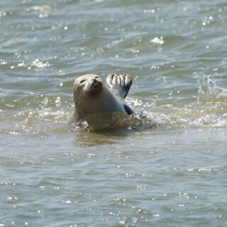 Seehund-5