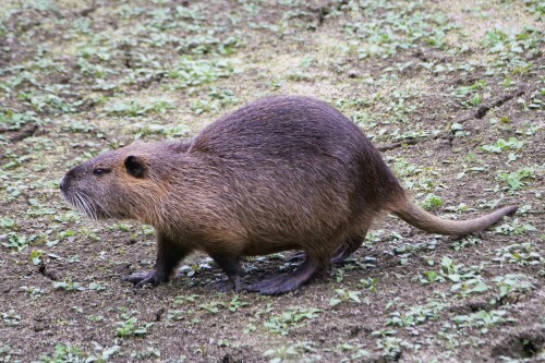nutria.jpeg