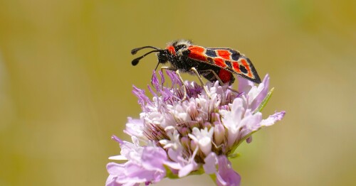 _DSC6081.jpeg