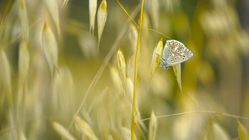 _DSC7019.jpeg