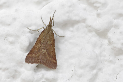 Duerrwiesen-Zuensler_Synaphe-punctalis_20250801_0002_B_Web.jpeg