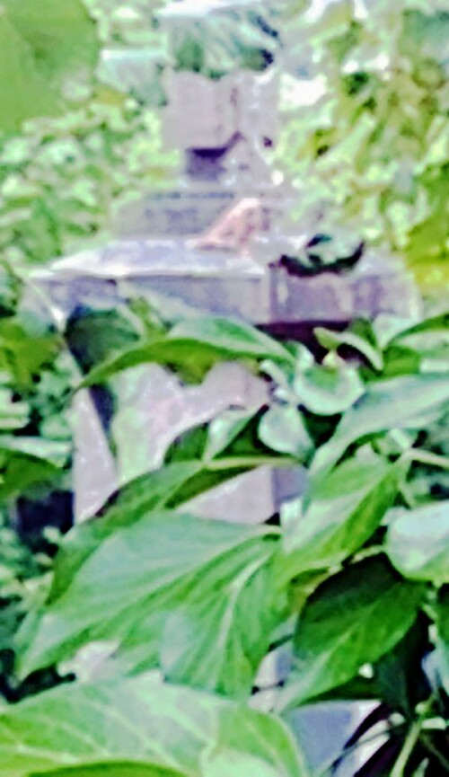 K800_Weiblicher-TurmfalkeFalco-tinnunculusL.-1758-auf-einem-Kriegsdenkmal-Mai-2025_upscayl_1x_ultrasharp.jpeg