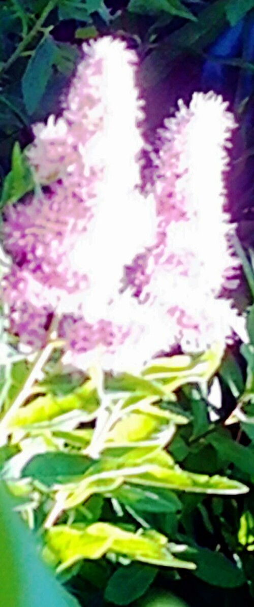 K800_Weidenblattriger-SpierstrauchSpirea-salicifoliaL._upscayl_1x_ultrasharp.jpeg