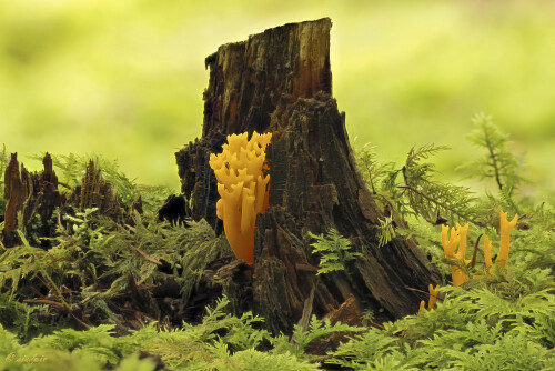 Klebriger-Hoernling_Calocera-viscosa_20250731_0001-35_B_Web.jpeg