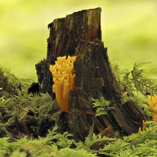 Klebriger-Hoernling_Calocera-viscosa_20250731_0001-35_B_Web