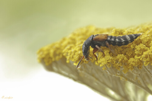 Kurzfluegler_Platydracus-stercorarius_20250801_0001_B_Web.jpeg