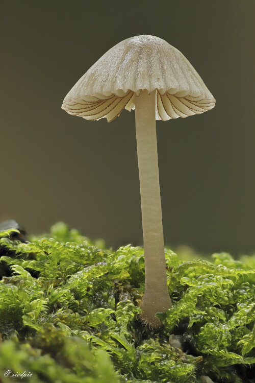 Rotschneidiger-Helmling_Mycena-rubromarginata_20250728_0001-46_B_Web.jpeg