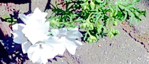 K800_Moschus-MalveAlbaMalva-moschataL..jpeg