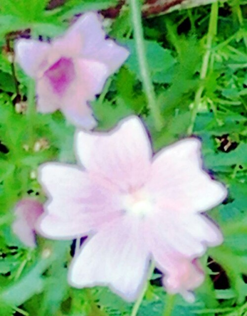 K800_Rosen-MalveMalva-alceaaL.-1.jpeg