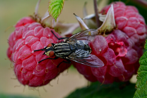 2025-07-11-Graue-Fleischfliege-auf-Himbeere.jpeg