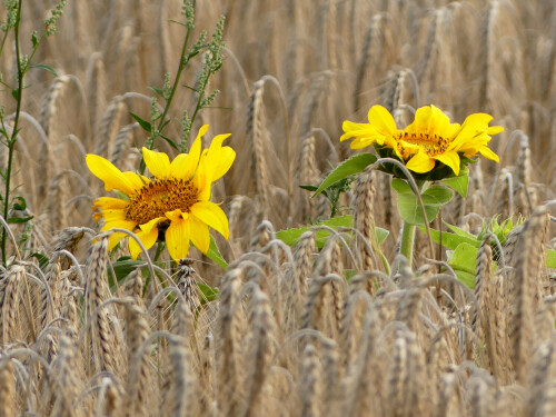 2025-07-29-Sonnenblumen-schmucken-ein-Triticale-Feld-4.jpeg