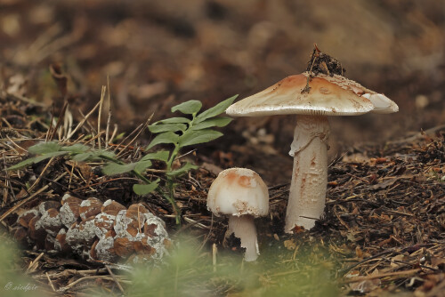 Perlpilz_Amanita-rubescens_20250803_0001-29_B_Web.jpeg